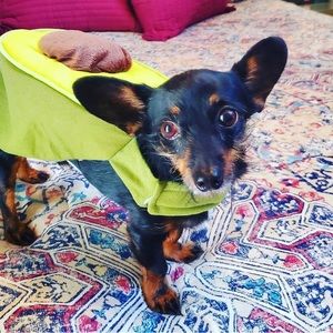 Dog Costume Avocado!
